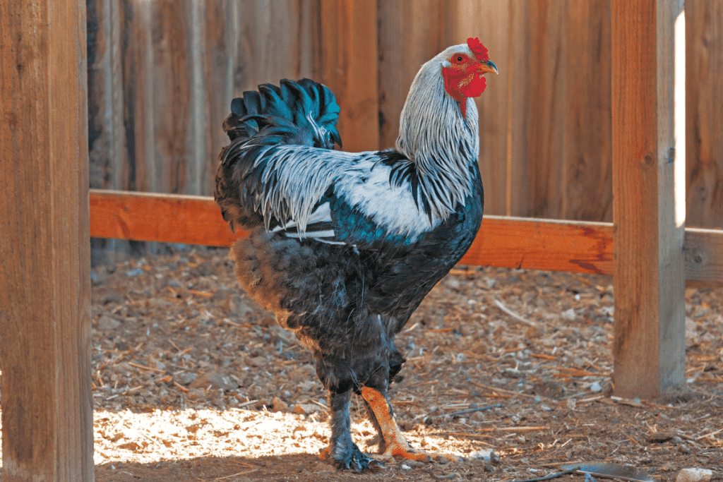 Blue-Laced Red Wyandotte