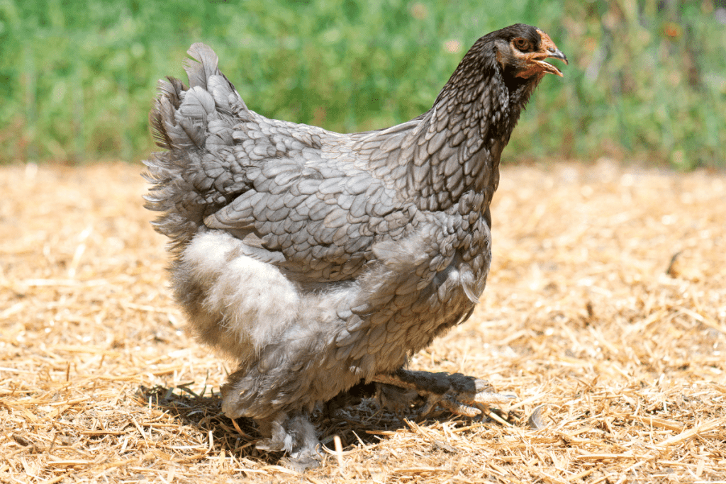 Brahma grey chicken