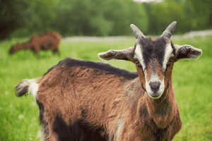 Do Goat Horns Stop Growing