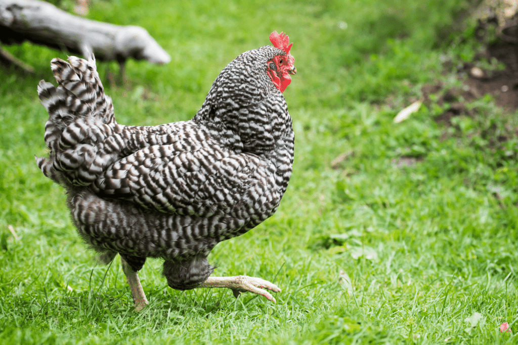 Dominique chicken