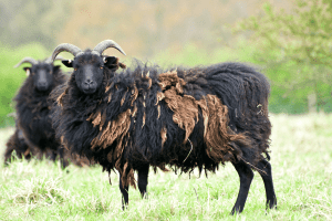 Hebridean Sheep black sheep breeds