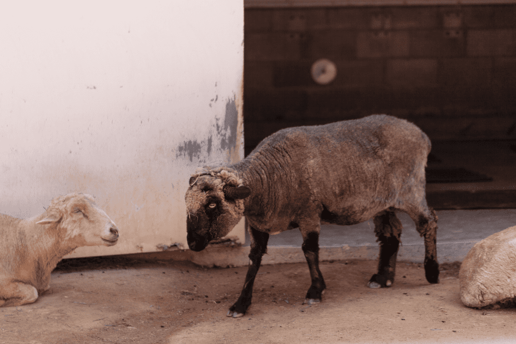 Karakul sheep