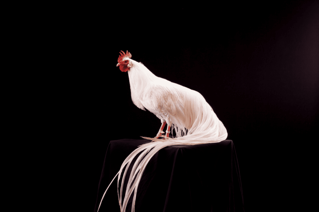 Onagadori Chicken with long tail