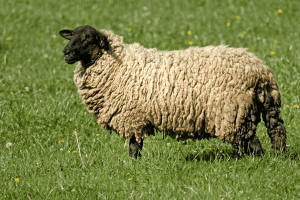 Suffolk sheep breeds with black faces