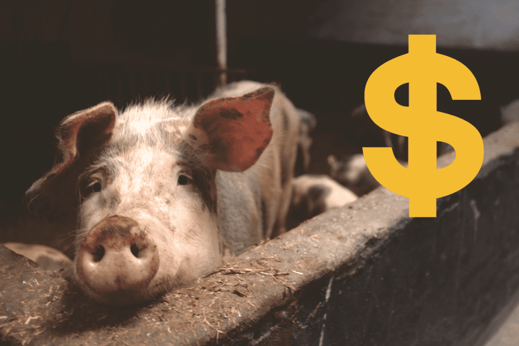The Real Cost Of Owning Pigs (Cost Breakdown)