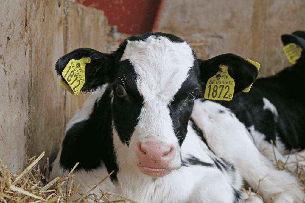 average cost of raising calf