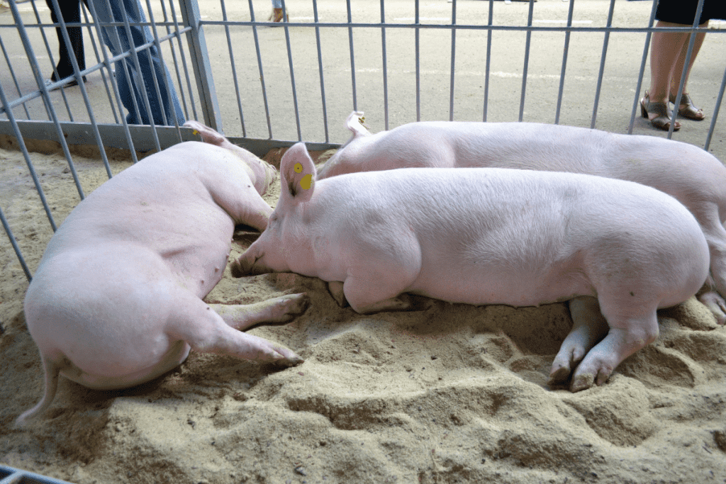 bedding material for pigs