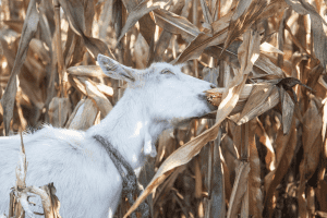 can goats eat corn husks