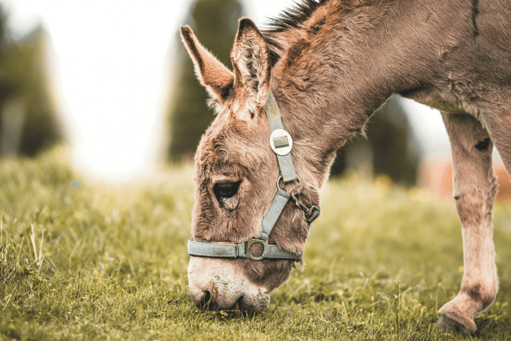 cost of donkey feed