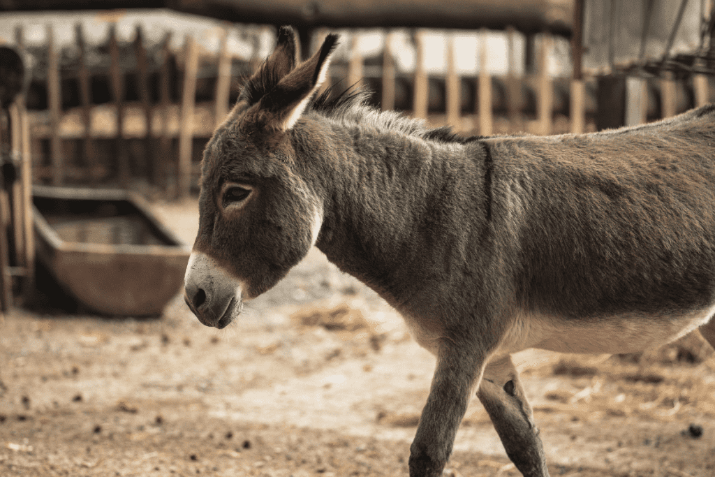 cost of housing a donkey
