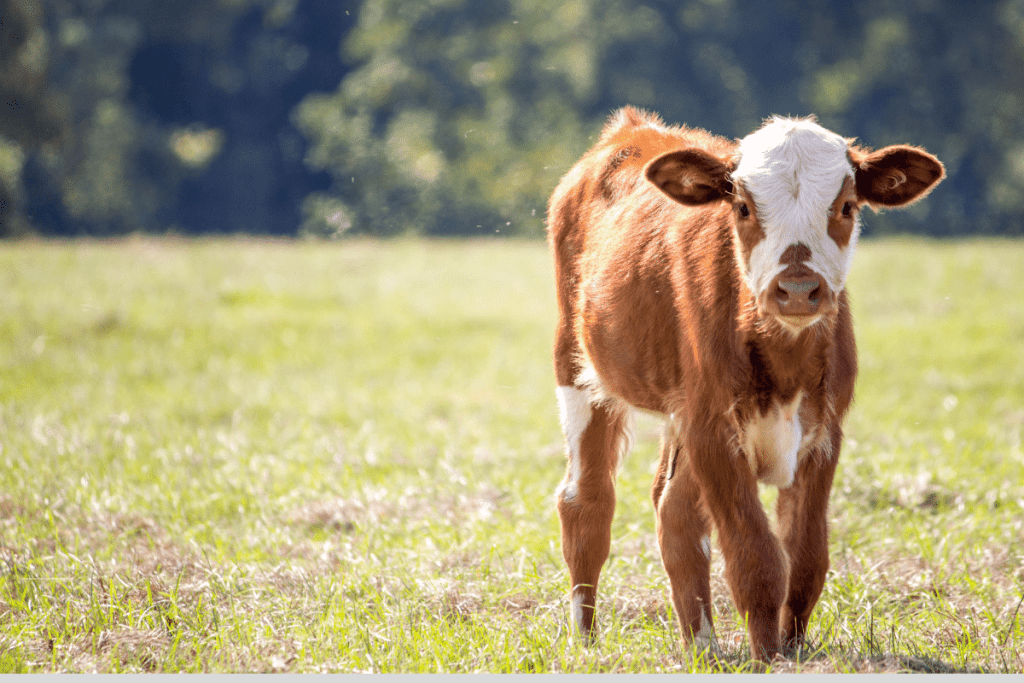 cost of raising baby cows