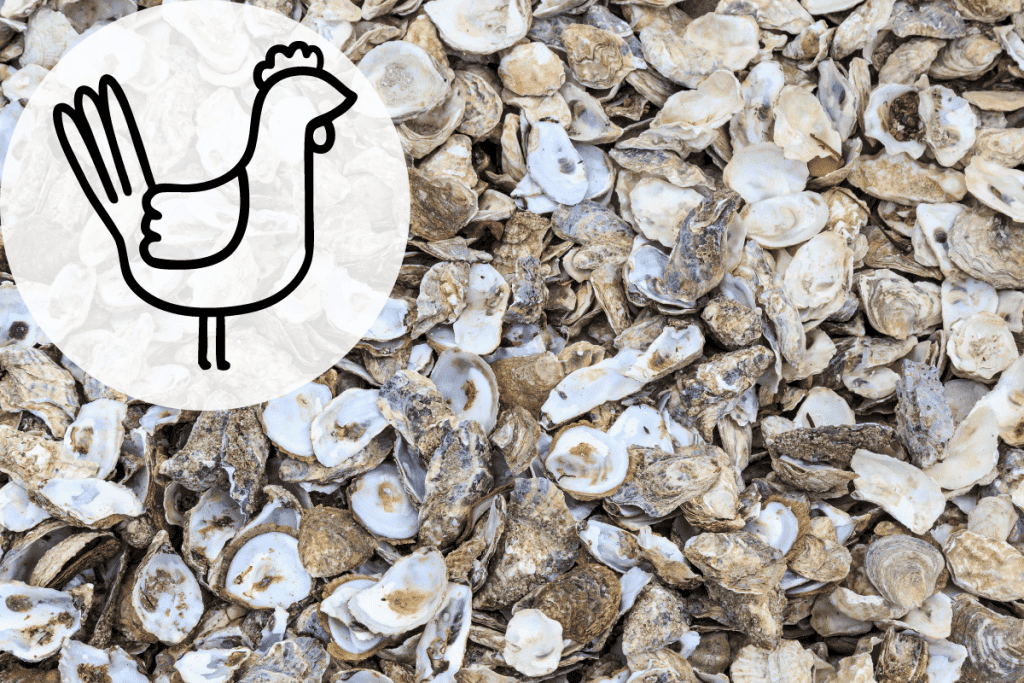 crushed oyster shells for chickens