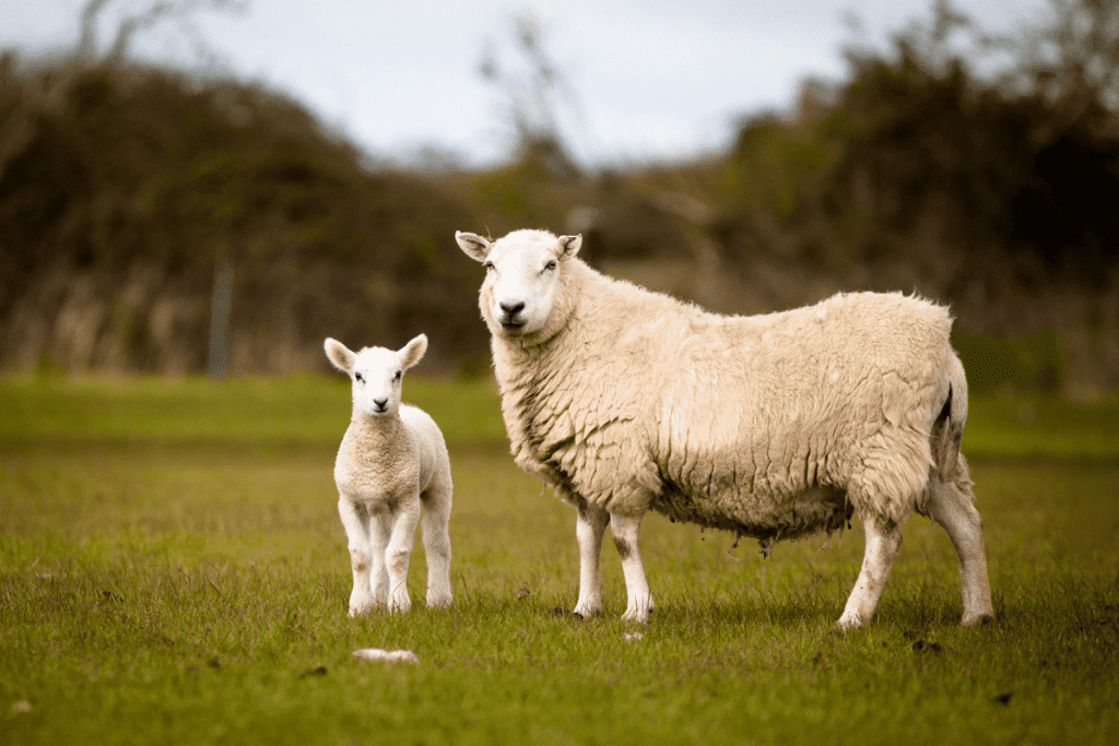 difference between lamb and sheep