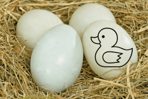 do ducks lay eggs every day
