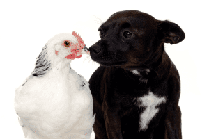dogs that are good with chickens
