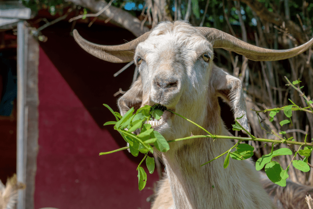 fruits safe for goats