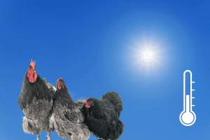hot weather chickens orpingtons