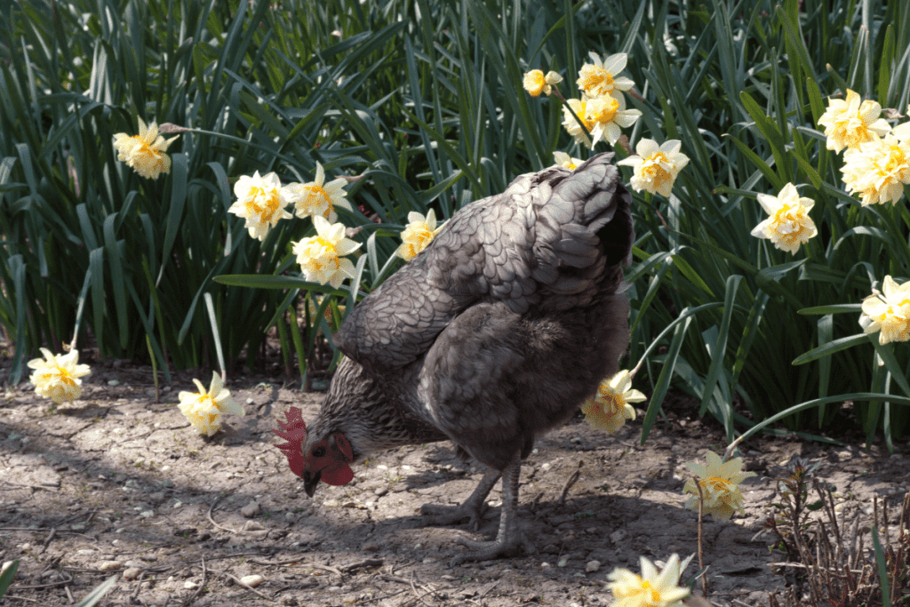 how to keep chickens out of flower beds