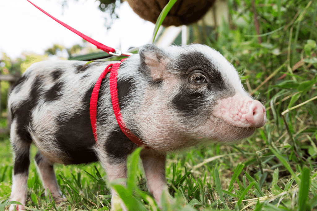 how to take care of a pet pig