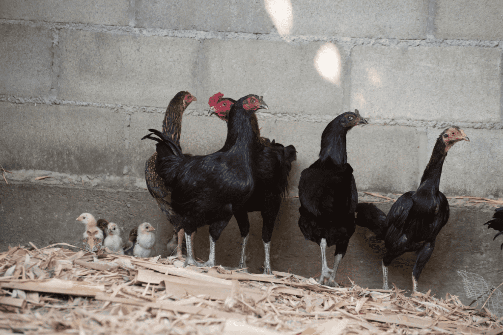 how to tell chickens are calcium deficient