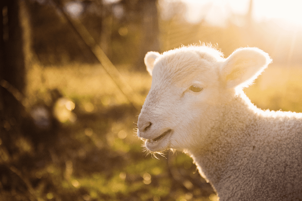 should you buy lambs or ewes