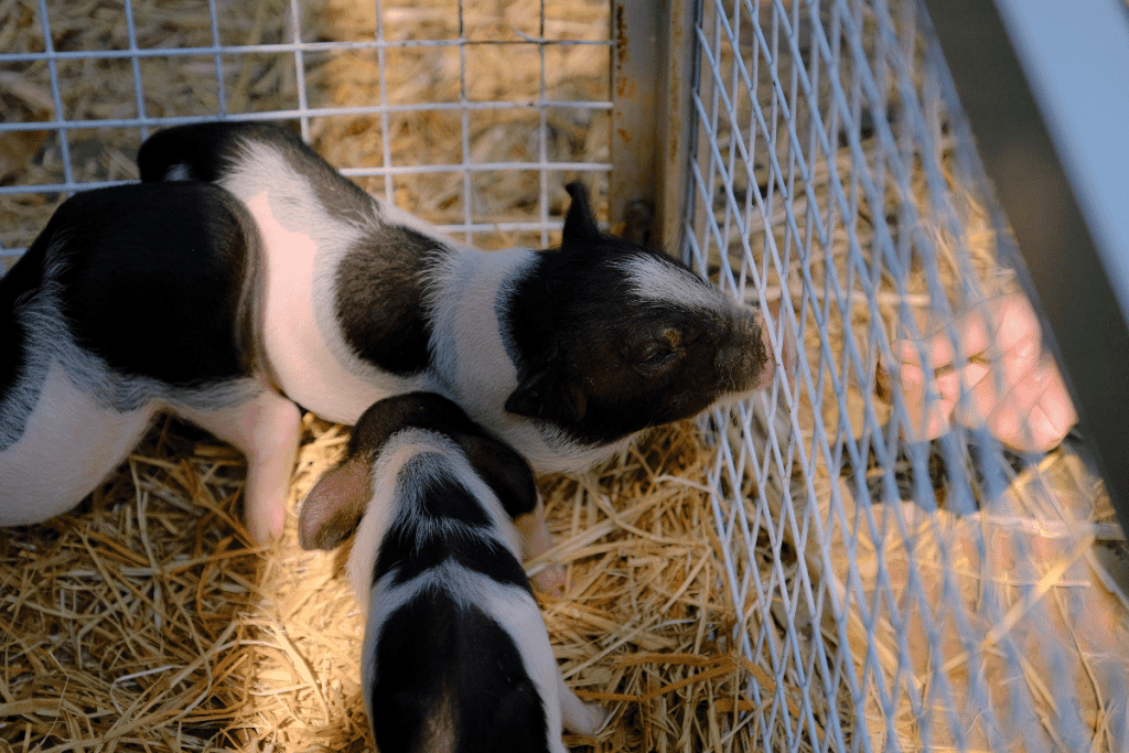 the cost of a teacup pig