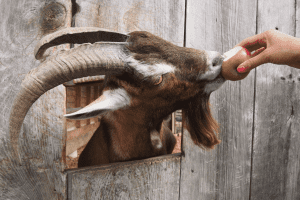 what fruits can goats eat and not eat
