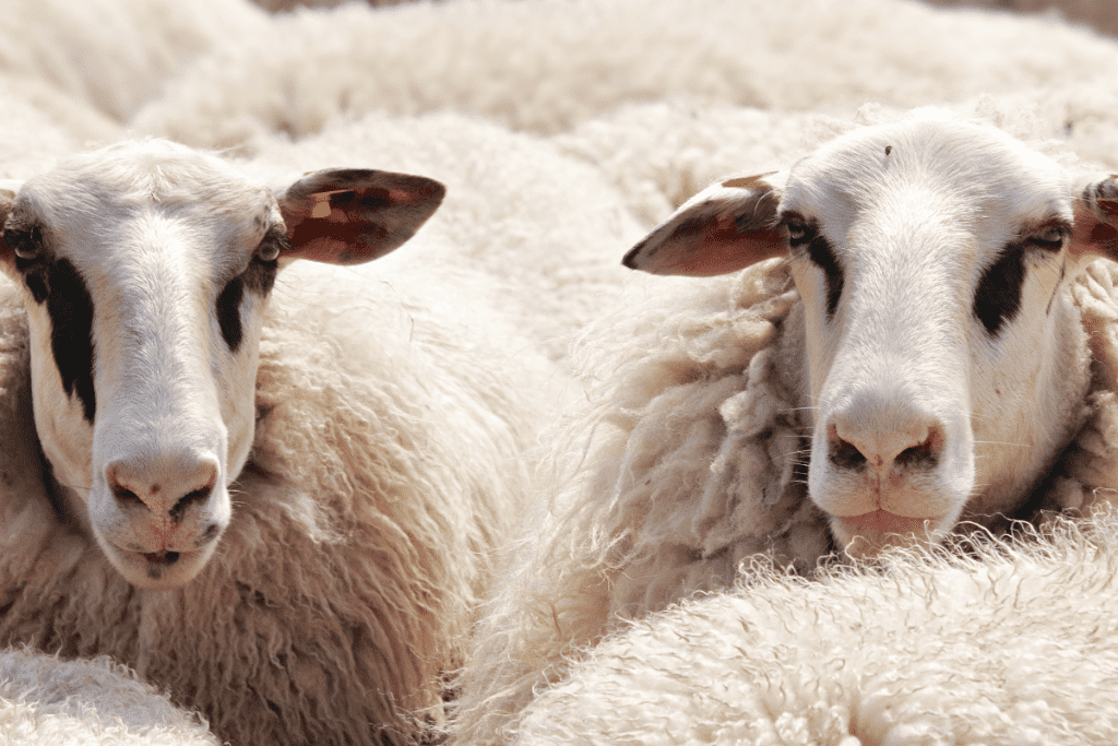 where to sell sheep wool
