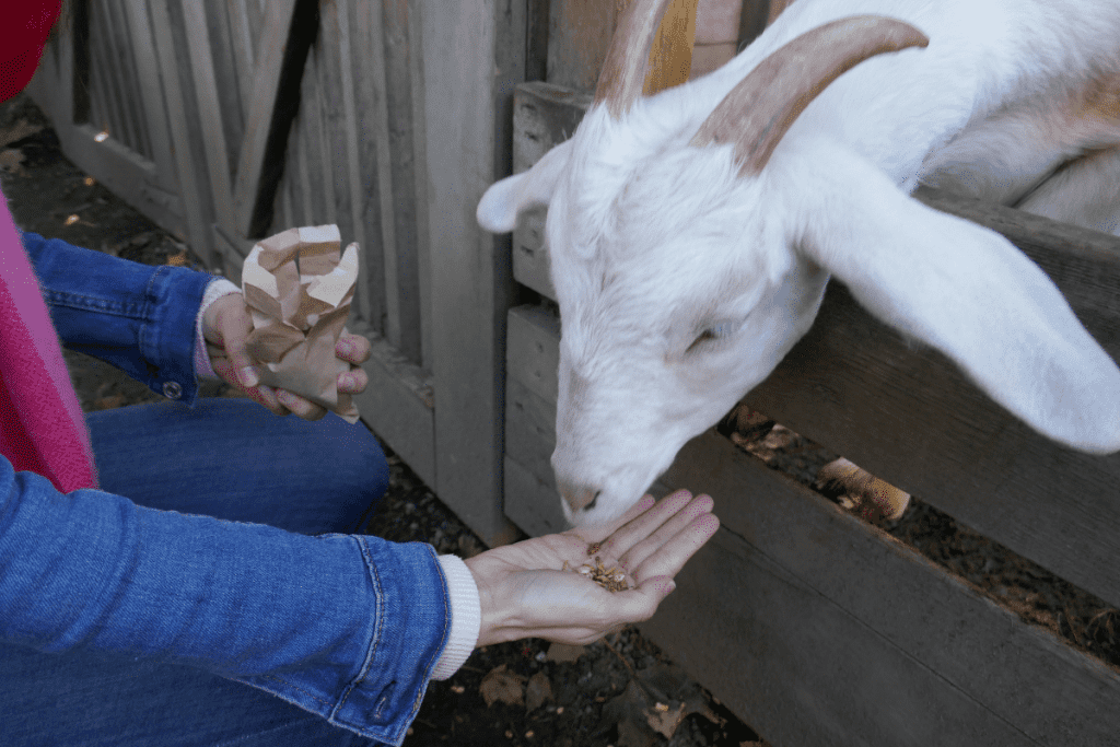 why don't more people raise goats