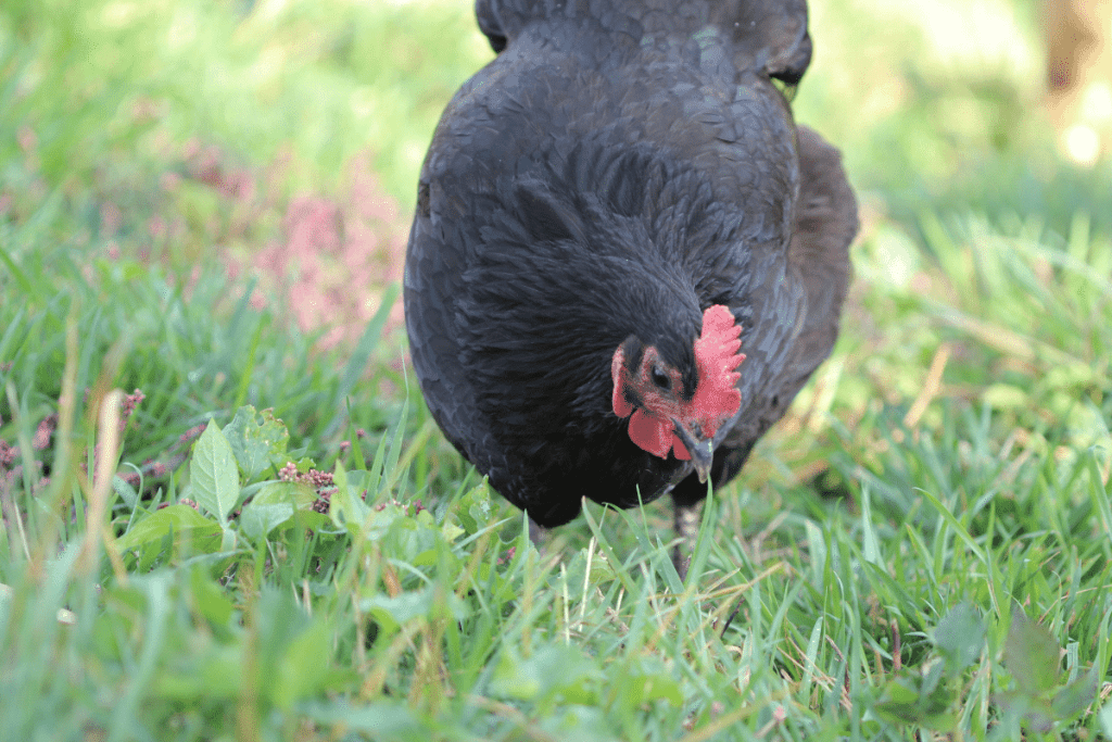 Australorp big chicken breed