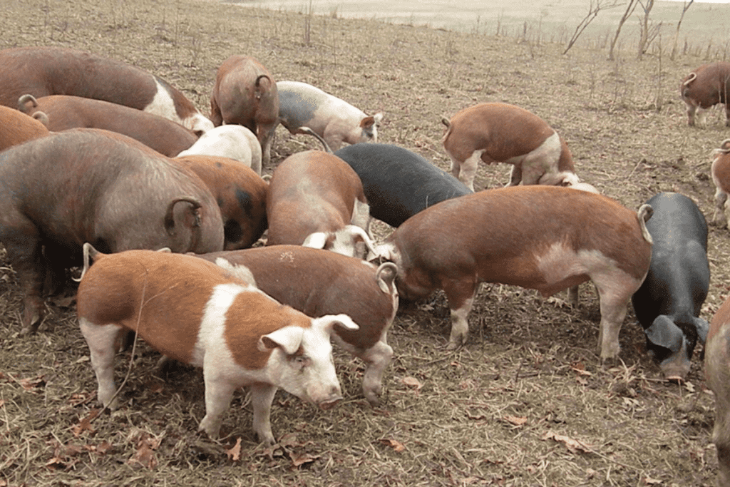 Hereford best pig breeds for meat