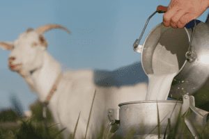 How Long Do Goats Produce Milk