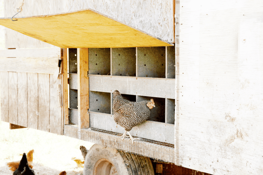 How Long To Keep Chickens In The Coop Before Letting Them Free Range