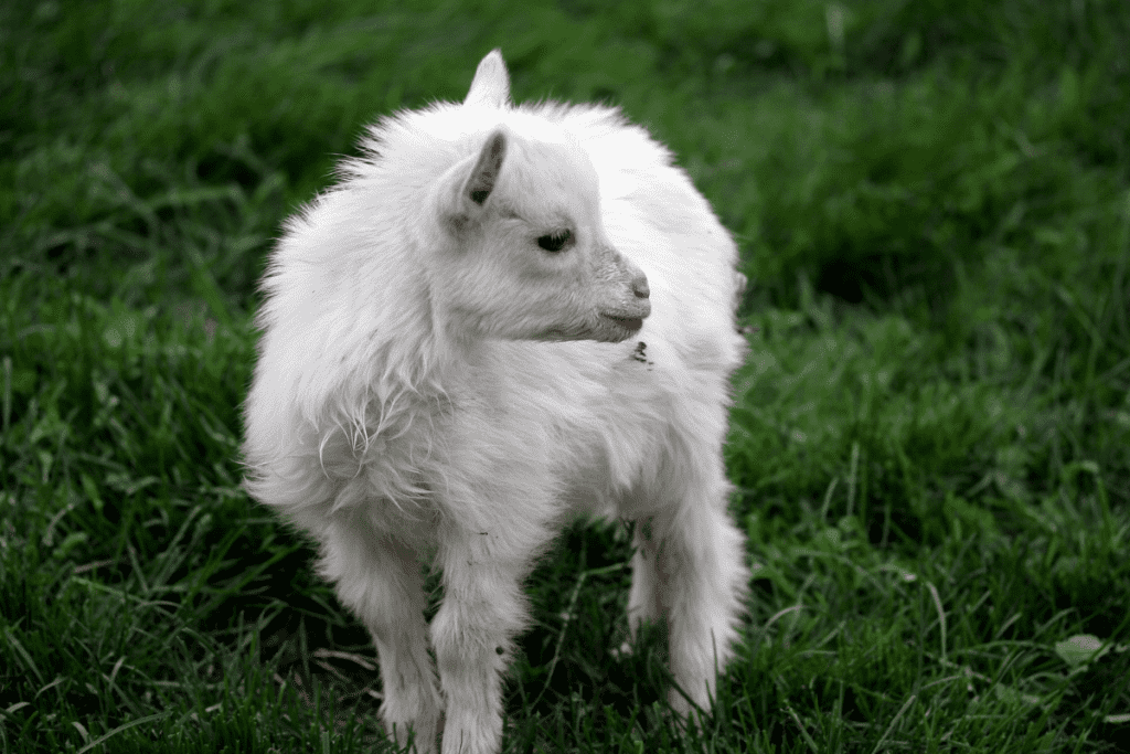 Nigerian dwarf goats