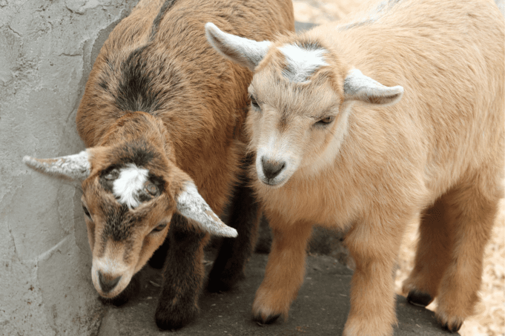 Pygmy quiet goats