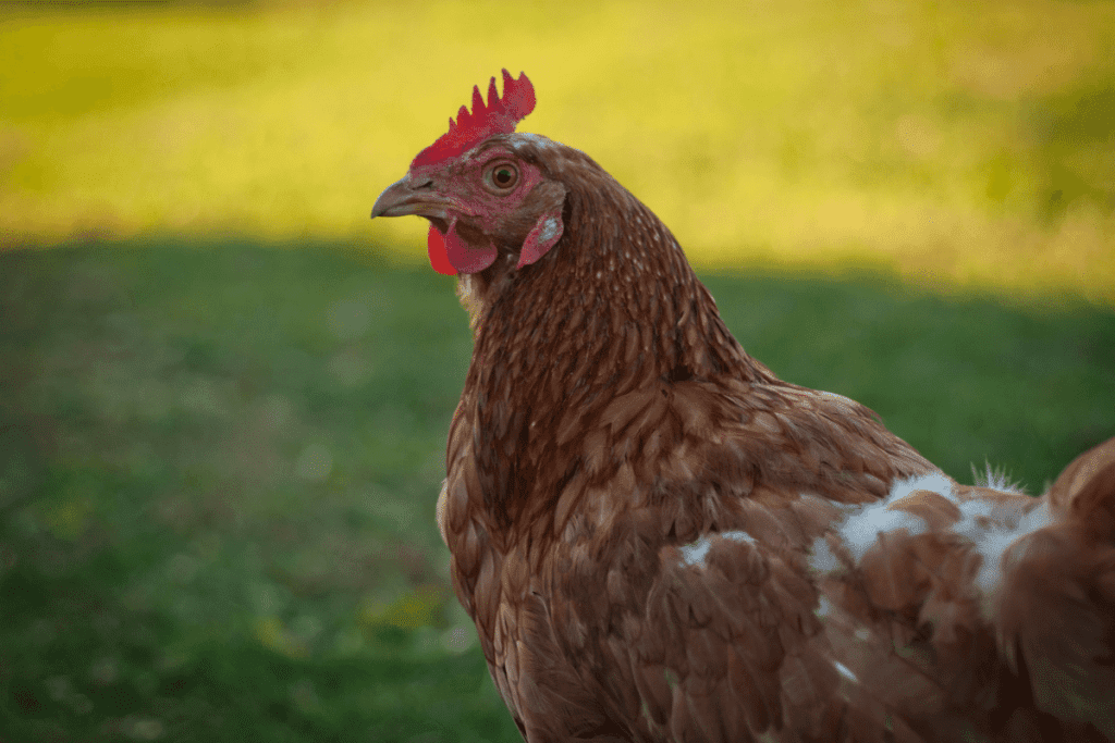 Rhode Island Red chicken breeds