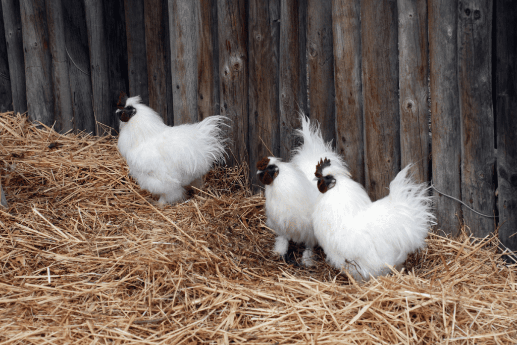 Sultan chickens feather