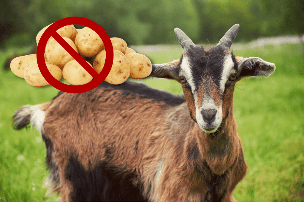 bad vegetables for goats