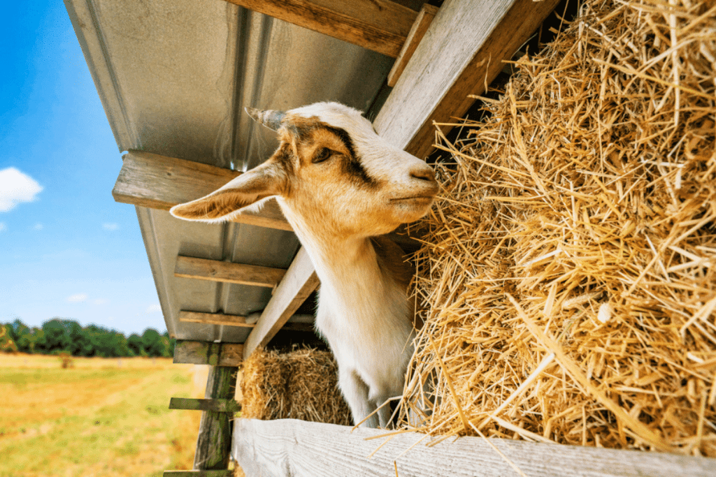 can a goat eat too much hay