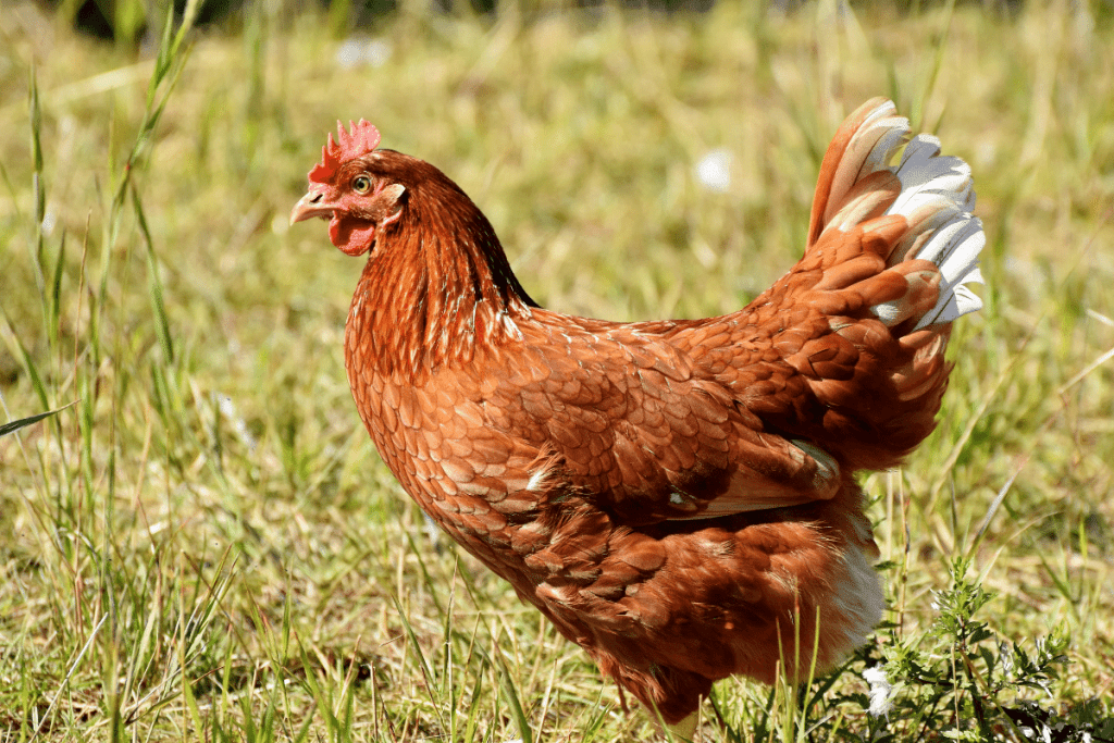 characteristics of chicken and fowl
