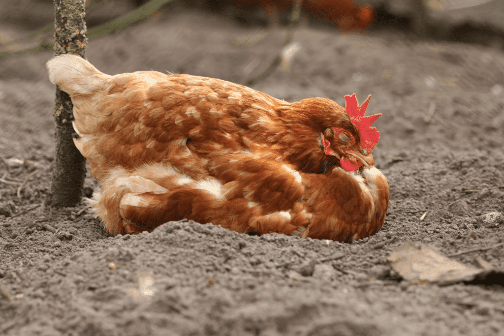 chicken diseases cause lethargy