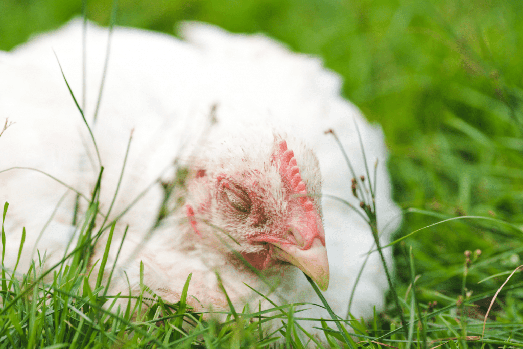 chicken losing weight and lethargic