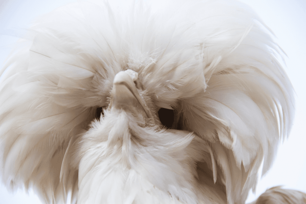 frizzle gene in polish chickens
