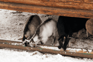 how cold can goats tolerate