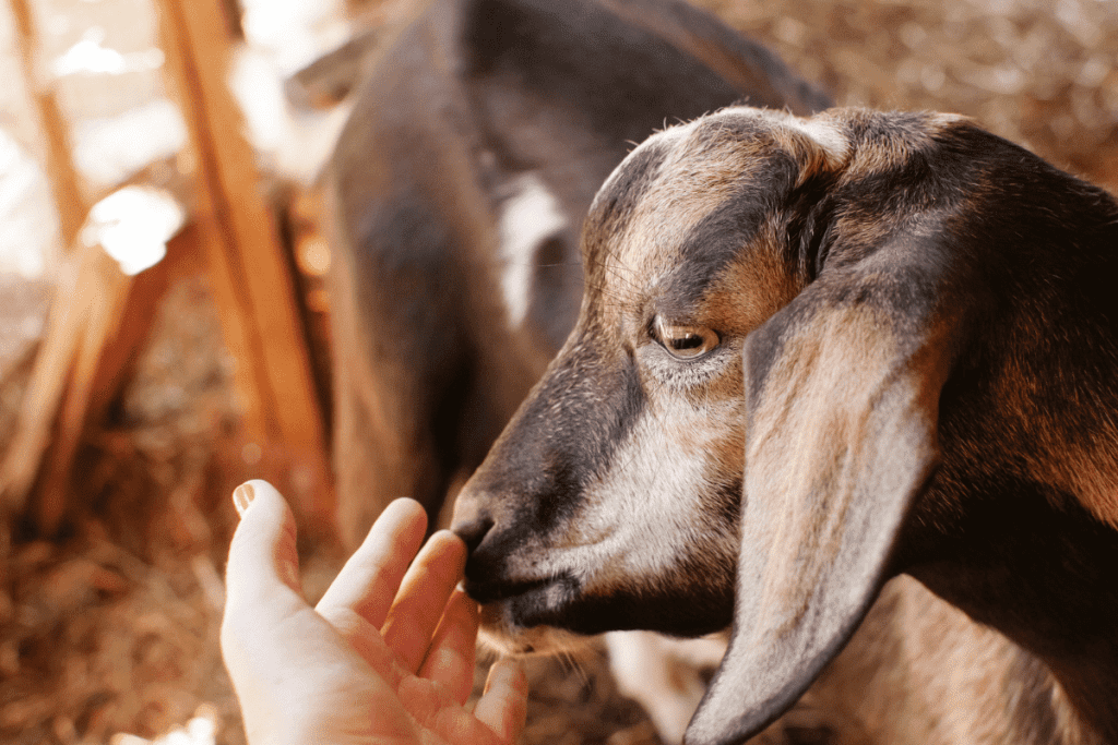 how do goats show affection