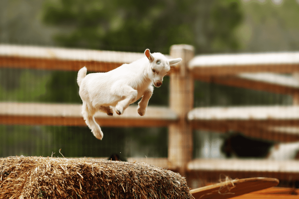 how high can a goat jump