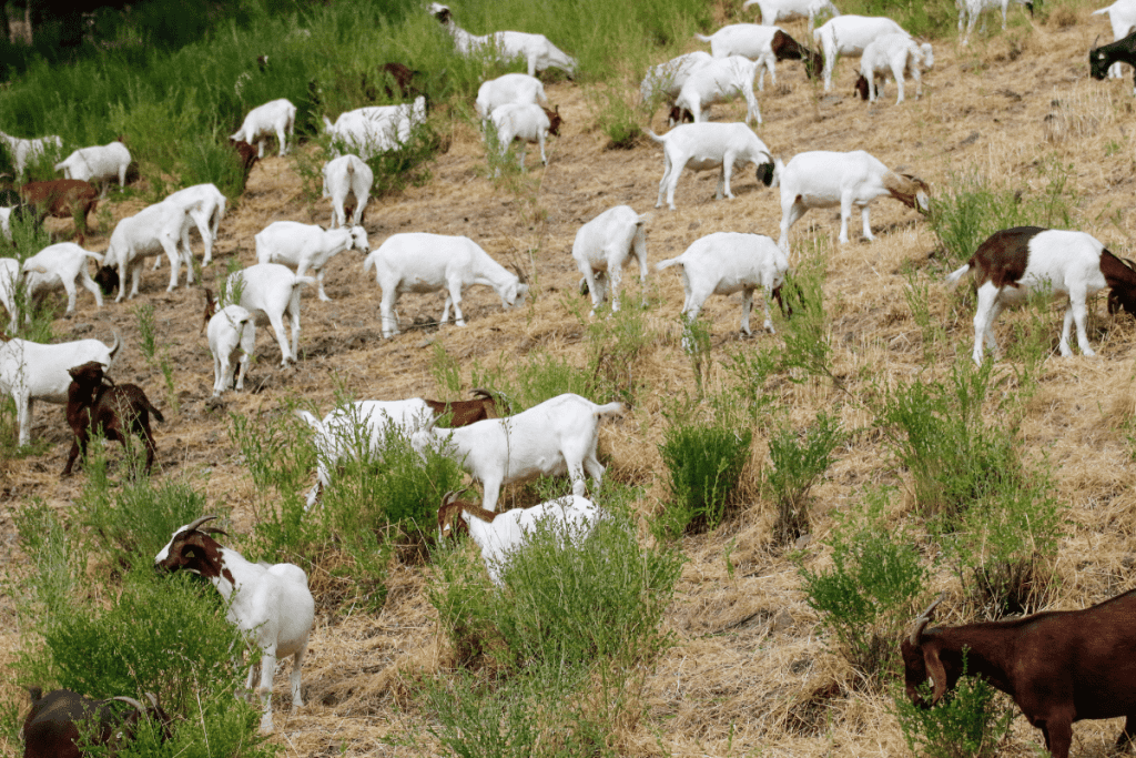 how many goats to clear an acre