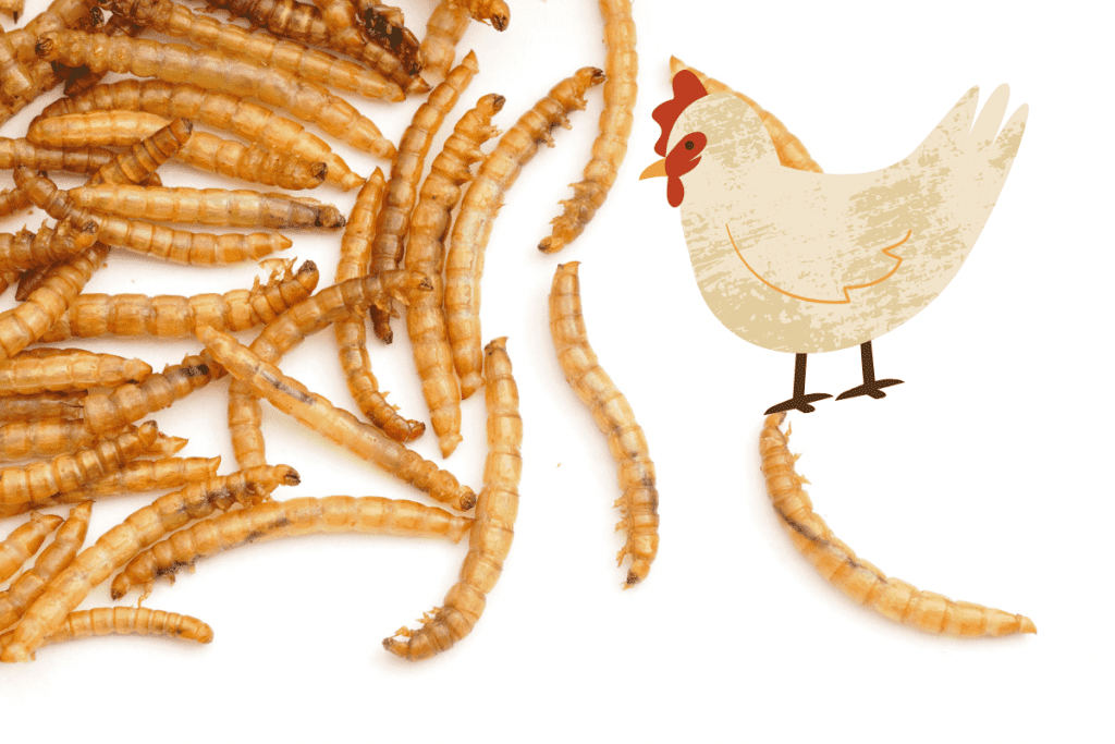 mealworms for chickens