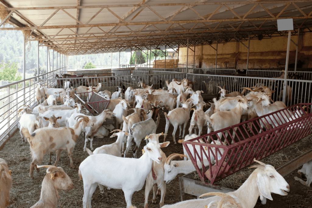 ongoing cost of owning a goat