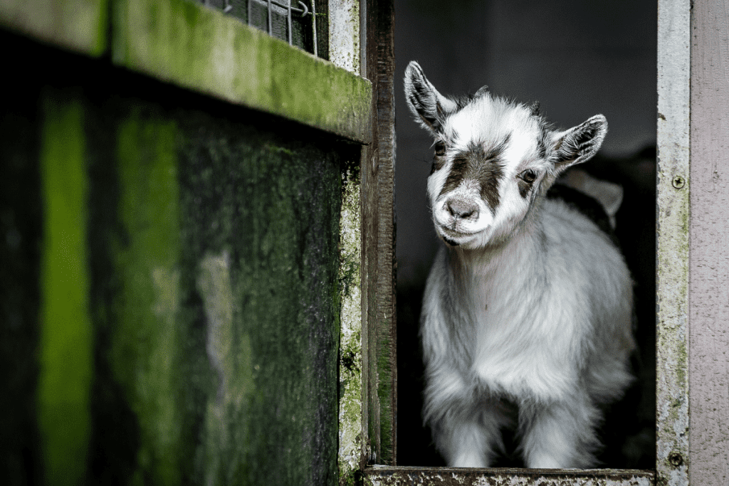 pygmy goat price